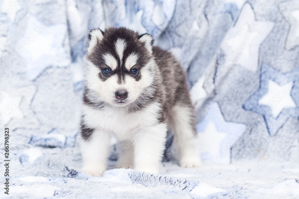Obraz premium leash collar puppy husky alone