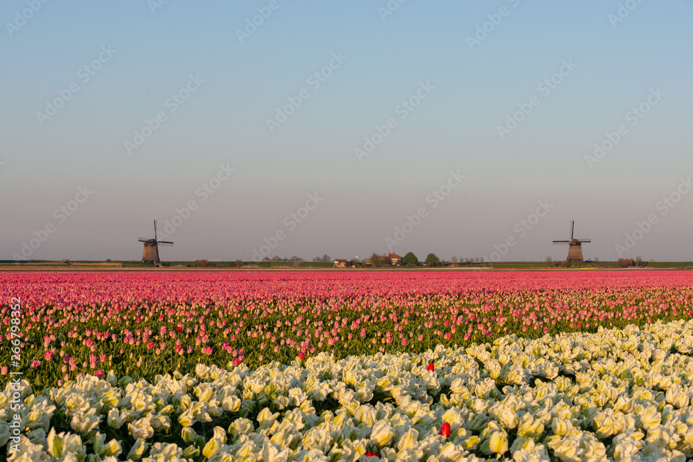 Tulip fields in Schermerhorn, The Netherlands