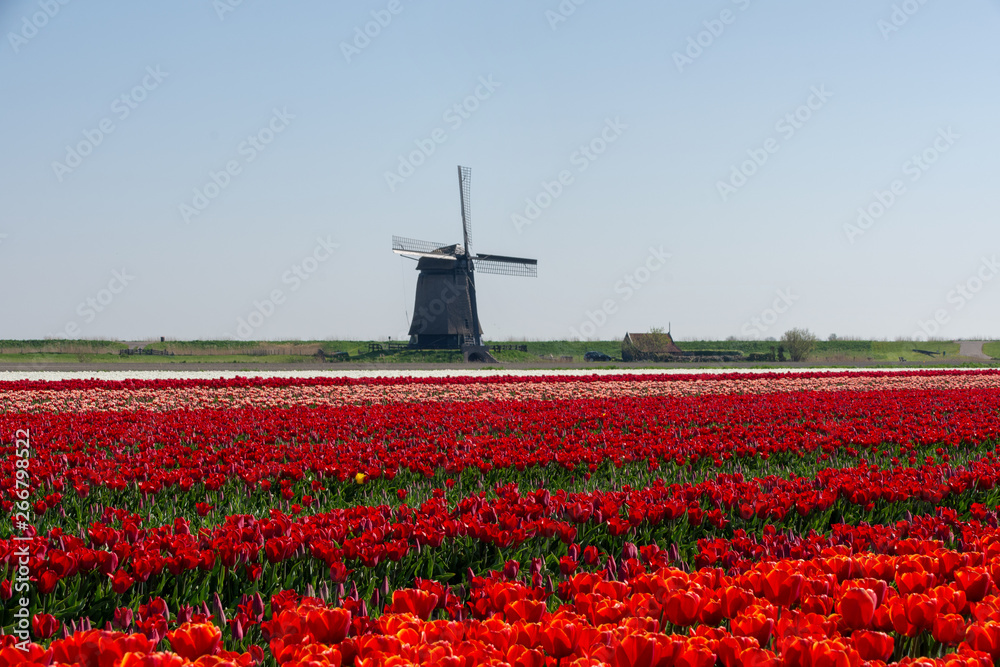 Tulips and windmill in Schermerhorn, The Netherlands