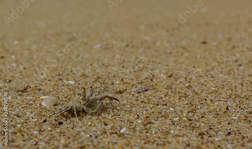 crab on the beach