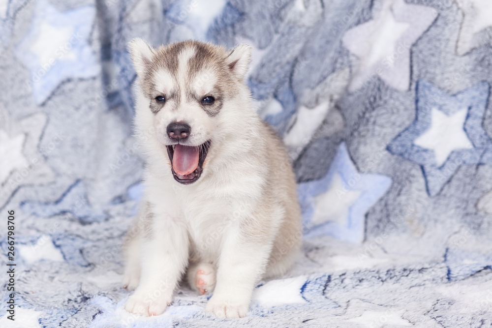 Beautiful siberian husky puppies new born Beautiful siberian husky puppies new born