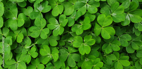 Background is green  wet leaves Clover or Oxalis. Panorama.