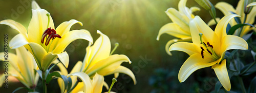 Panel kuchenny z motywem Lily flowers isolated on a green background.