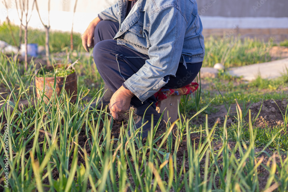 grandfather works in a vegetable garden and grows fresh, green garlic grandfather works in a vegetable garden and grows fresh, green garlic