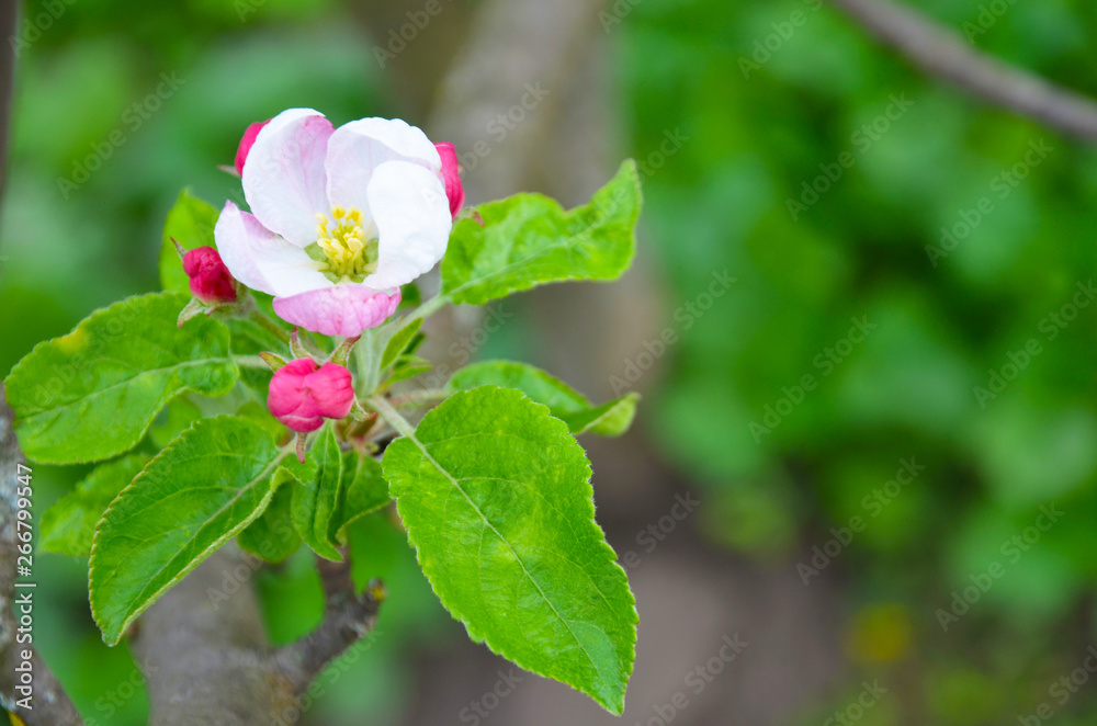 Fototapeta premium Apple trees blossomed