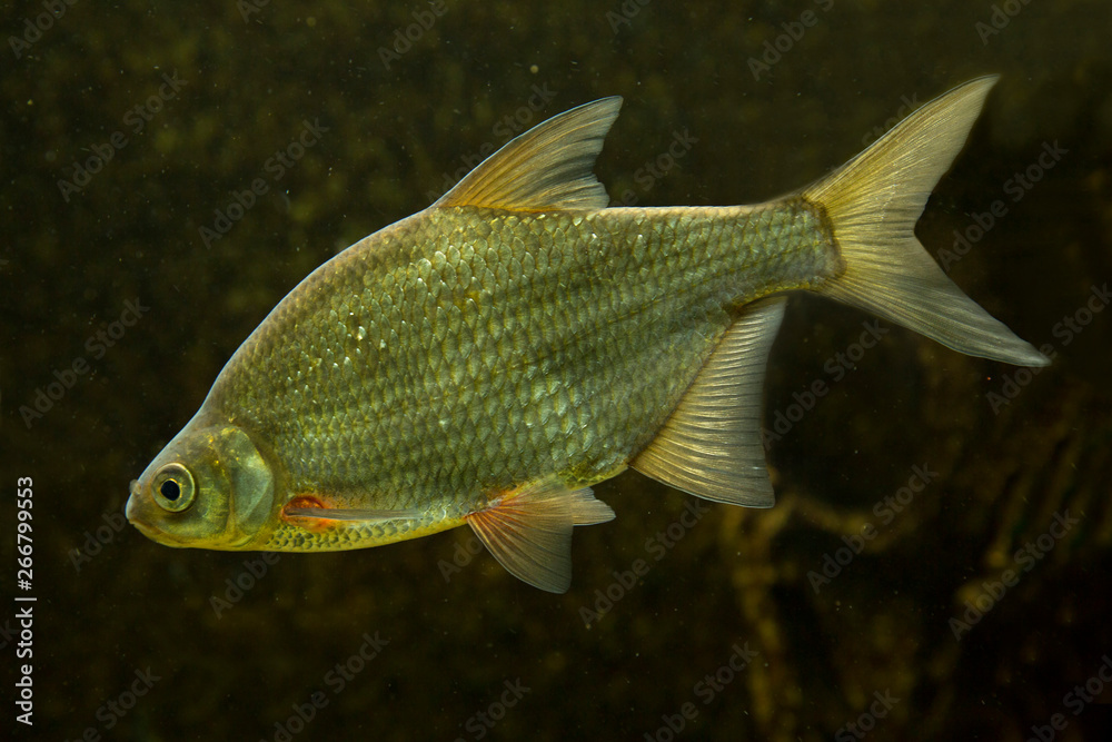  Carp bream (Abramis Brama).