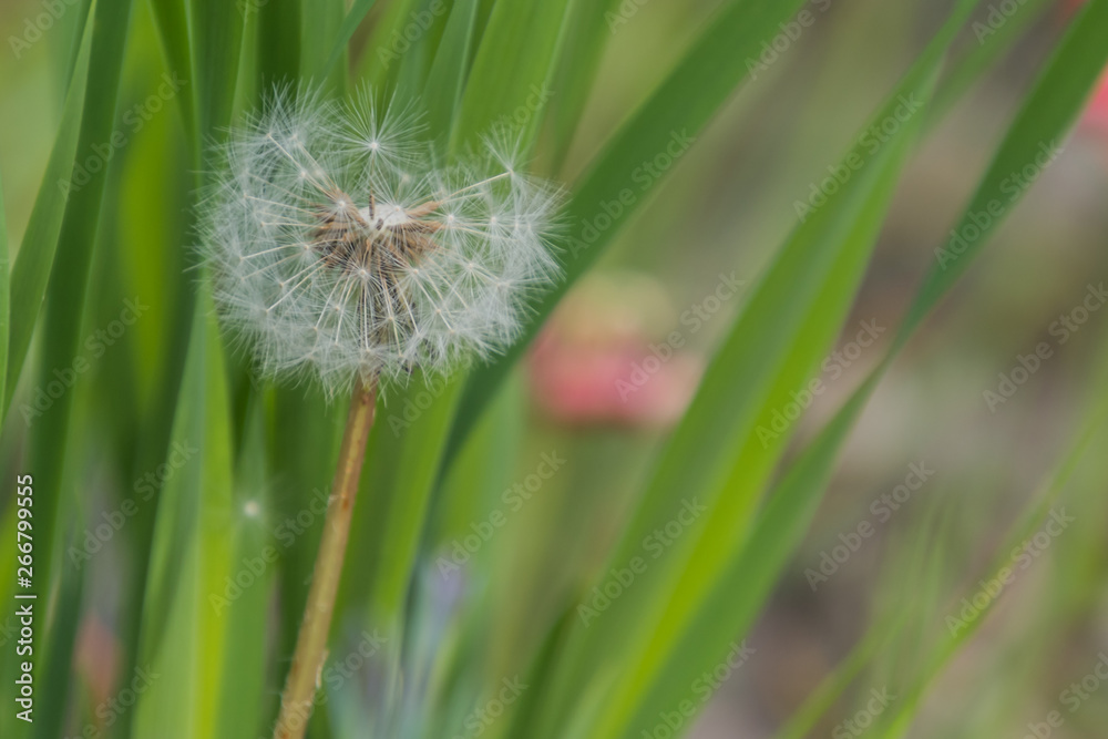 Obraz premium Botanischer Garten