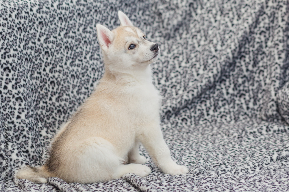 Beautiful siberian husky puppies new born