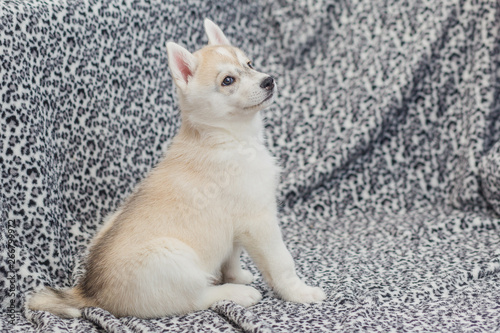 Beautiful siberian husky puppies new born © lobodaphoto