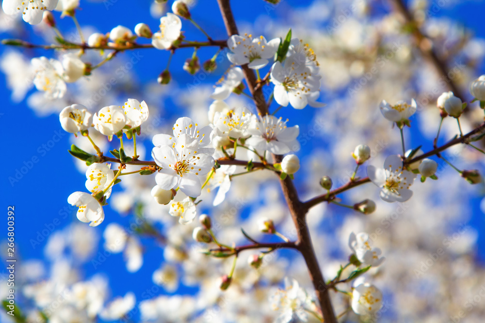 Young plum flowers in early spring season Young plum flowers in early spring season
