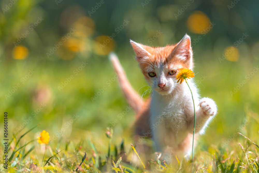 Pequeña gatita juega en el prado
