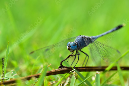 Blue Dragonfly © masuti