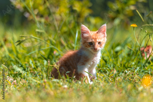 Pequeña gatita juega en el prado