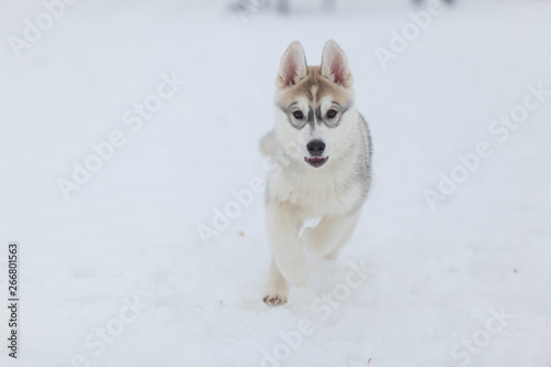 puppies playing in the snow husky