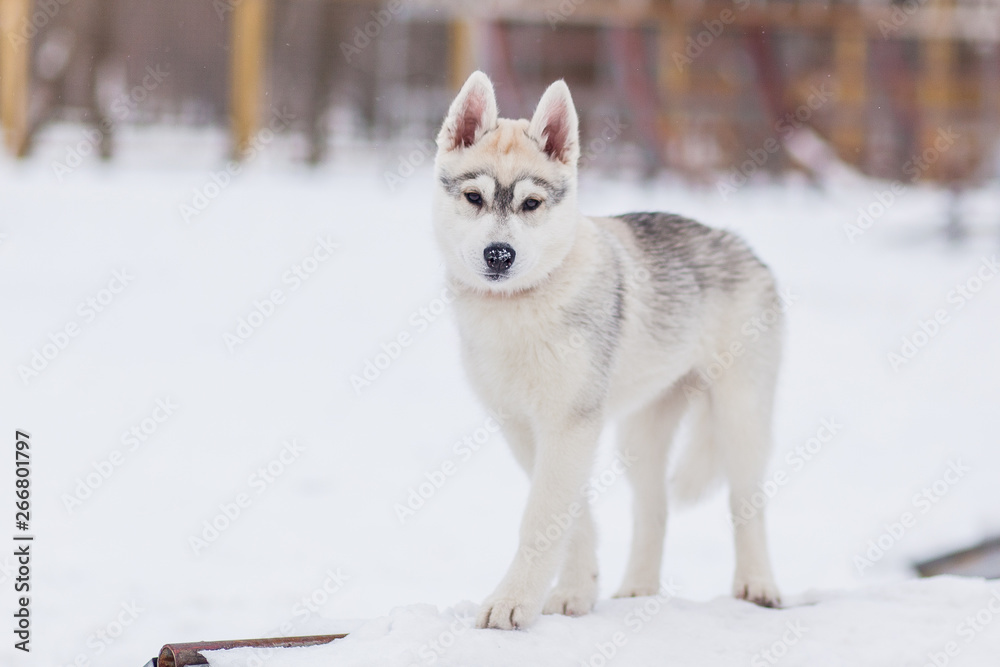 puppies playing in the snow husky