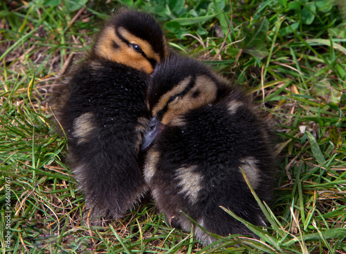 Ducklings photo