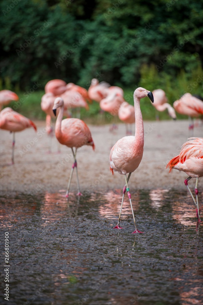 Rose flamingos in the river Rose flamingos in the river