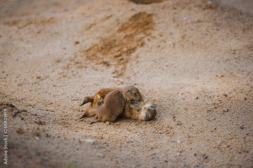 Two marmots playing with each other Two marmots playing with each other