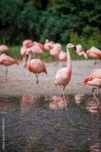 Rose flamingos in the river