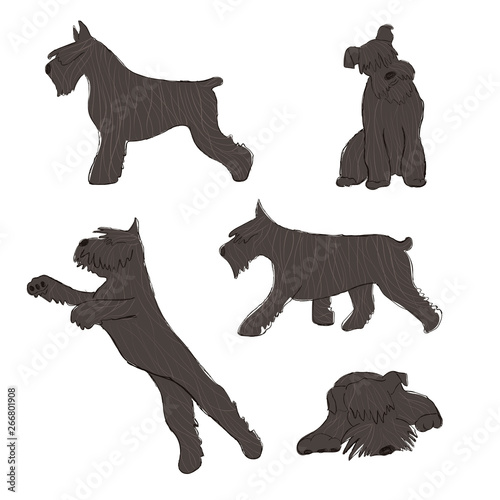 Collection Of Schnauzer Dog Icons
