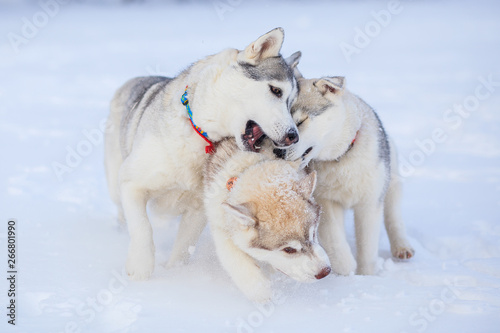 puppies playing in the snow husky