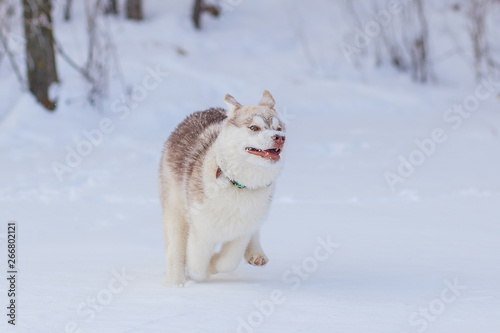 siberian husky winter playing in snow © lobodaphoto
