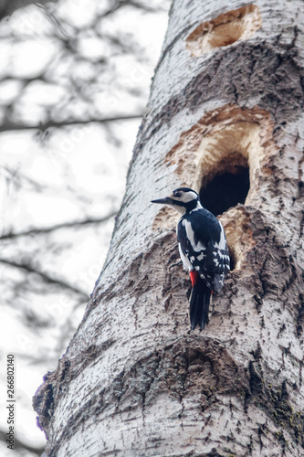 Forest birds. Woodpecker at hollow