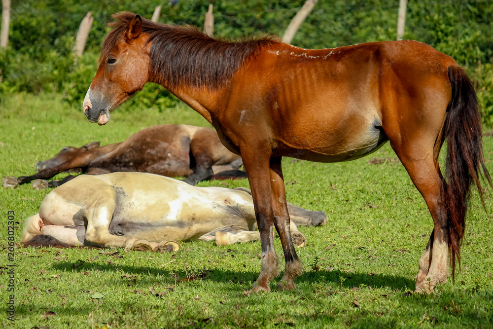 resting horses