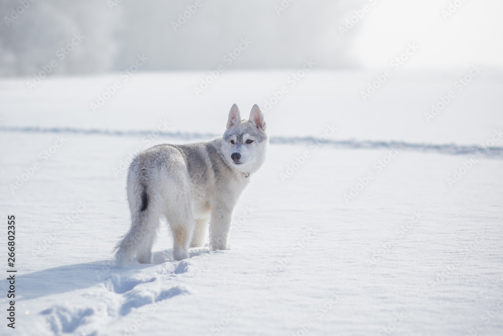 Obraz premium siberian husky winter playing in snow