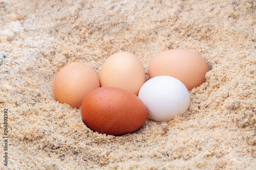 Chicken eggs nest. Rustic background. Natural background. Healthy food.Diet food.Healthy cooking. Chicken eggs nest. Rustic background. Natural background. Healthy food.Diet food.Healthy cooking.