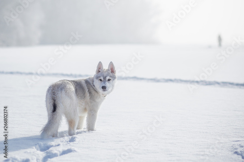 siberian husky winter playing in snow