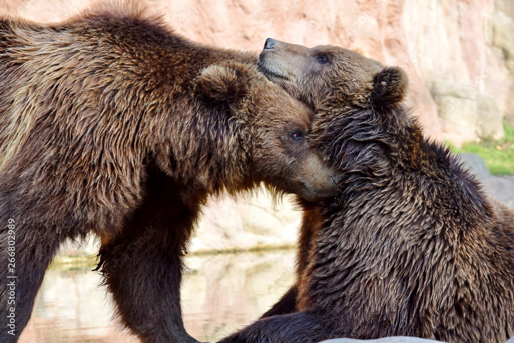 Obraz premium Couple of Brown Bear Ursus Arctos Beringianus Cuddling