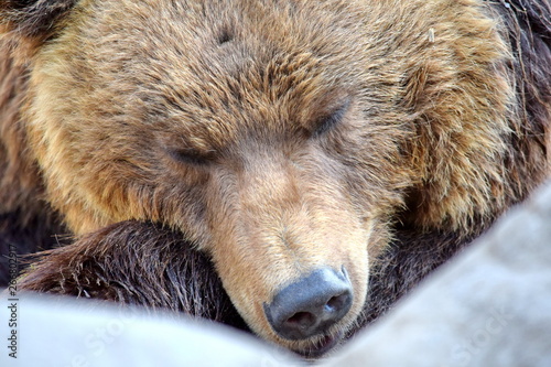 Wallpaper Mural Brown Bear Ursus Arctos Beringianus Sleeping Closeup  Torontodigital.ca