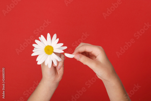 Loves or not loves me, plucking off the petals of a camomile. photo