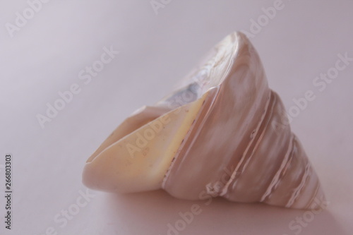 mother of pearl sea shell beautiful white shiny