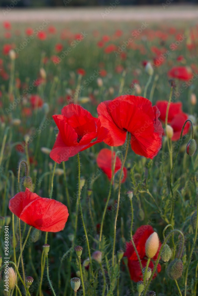 Obraz premium Mak / Mak / Мак