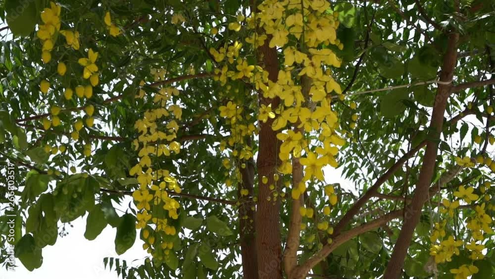 Handheld Mid shot MS, Indian Laburnum or Golden Shower tree blooms. Handheld Mid shot MS, Indian Laburnum or Golden Shower tree blooms.