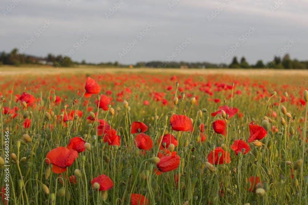 Mohnblume / Poppy / Мак Mohnblume / Poppy / Мак