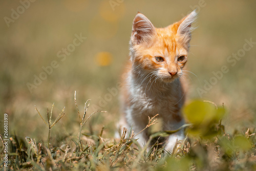 Gatito pequeño juega en el prado