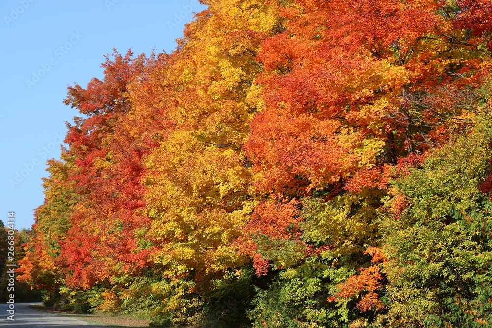 Vibrant Fall Colors on Maple Trees in Ontario