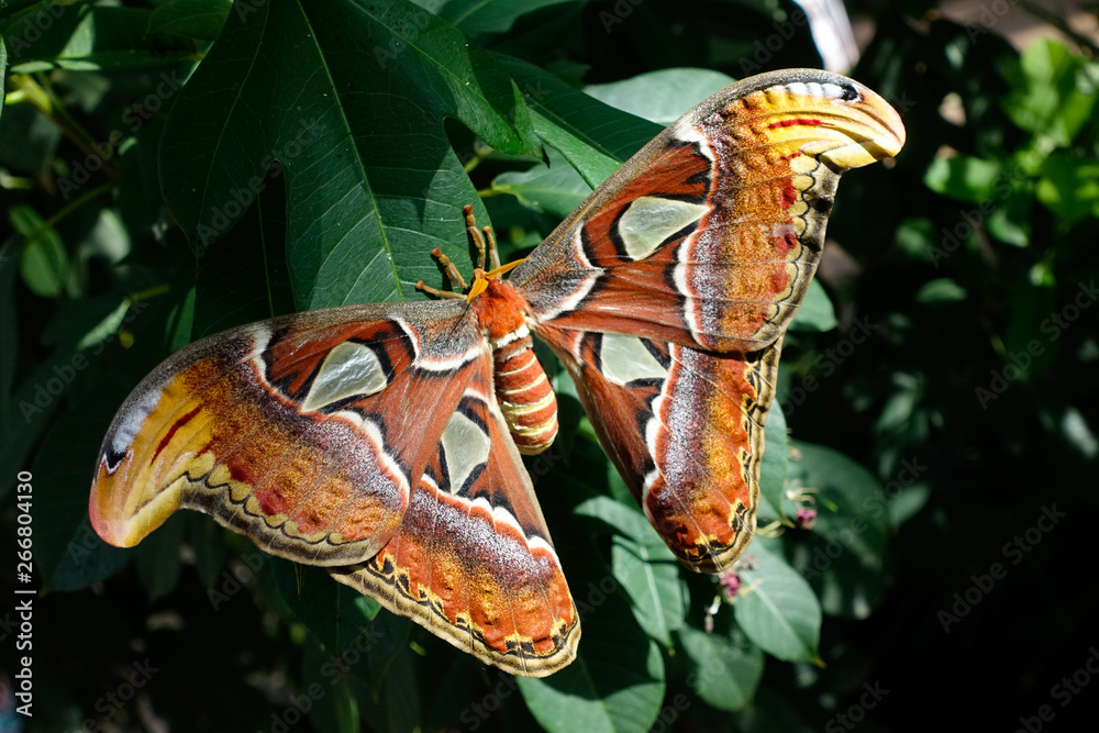 butterfly on a leaf