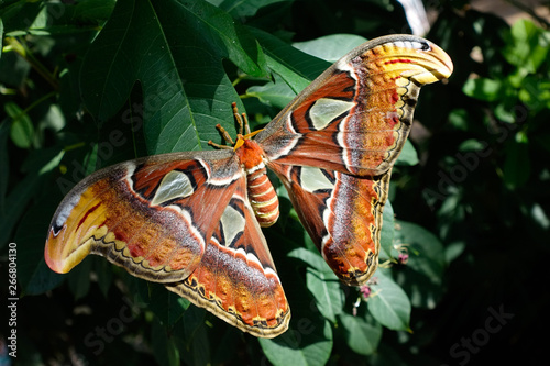 Fototapeta Naklejka Na Ścianę i Meble -  butterfly on a leaf