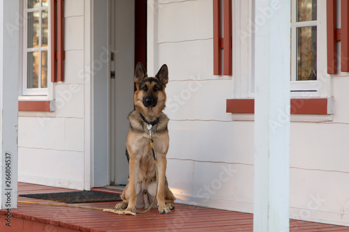 Gorgeous serious looking young German Shepherd seen sitting guarding its home porch, Cacouna, Quebec, Canada