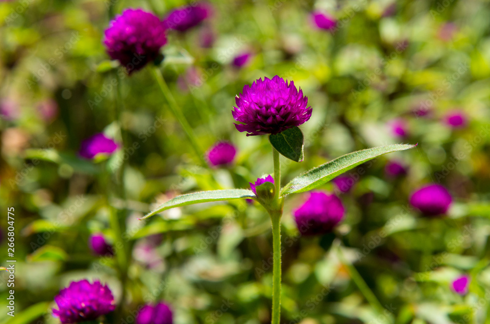 Purple flower macro shot Purple flower macro shot