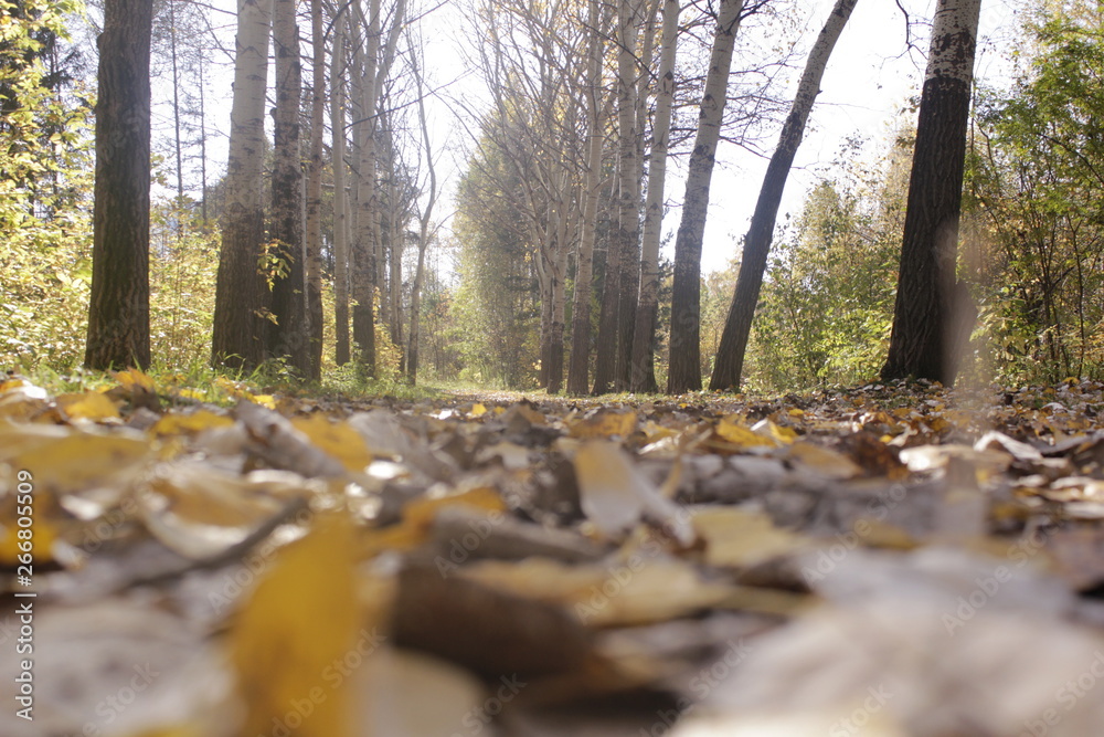 forest, autumn, tree, nature, river, landscape, stream, water forest, autumn, tree, nature, river, landscape, stream, water