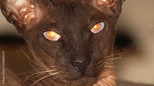 Foto Peterbald Katze