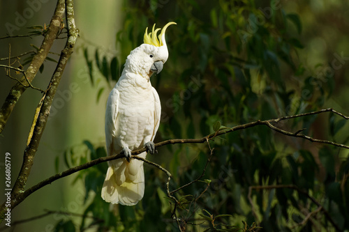 Cacatua galerita - Sulphur-crested Cockatoo sitting on the branch in Australia. Big white and yellow cockatoo with green background photo