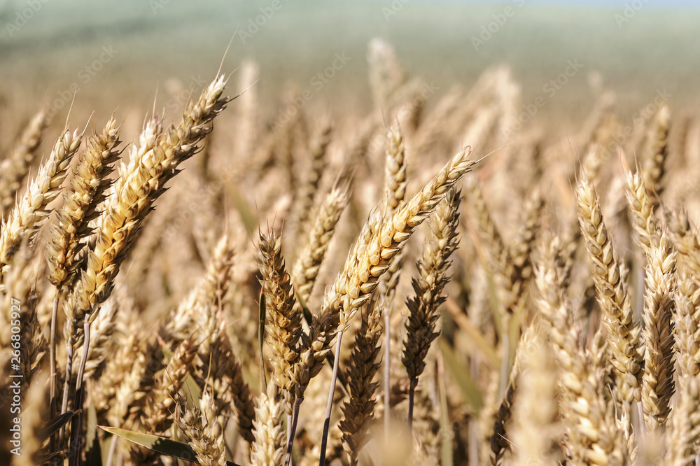 Fototapeta premium Wheat field and sunny day