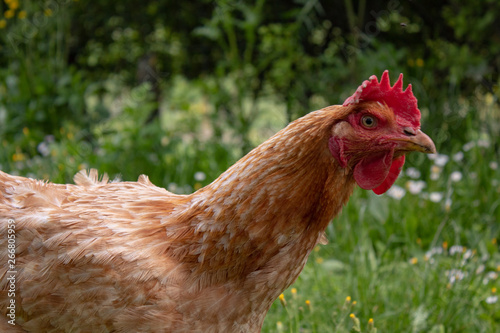 Nice, sweet hen with a friendly face, living free range in country house