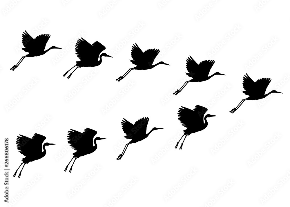 Fototapeta premium Vector hand drawn black crane birds set